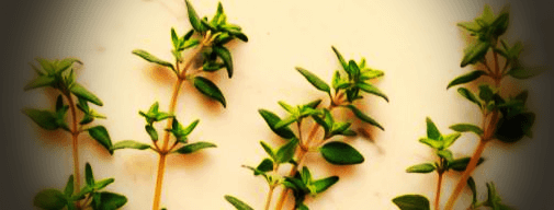 허브-타임-사진