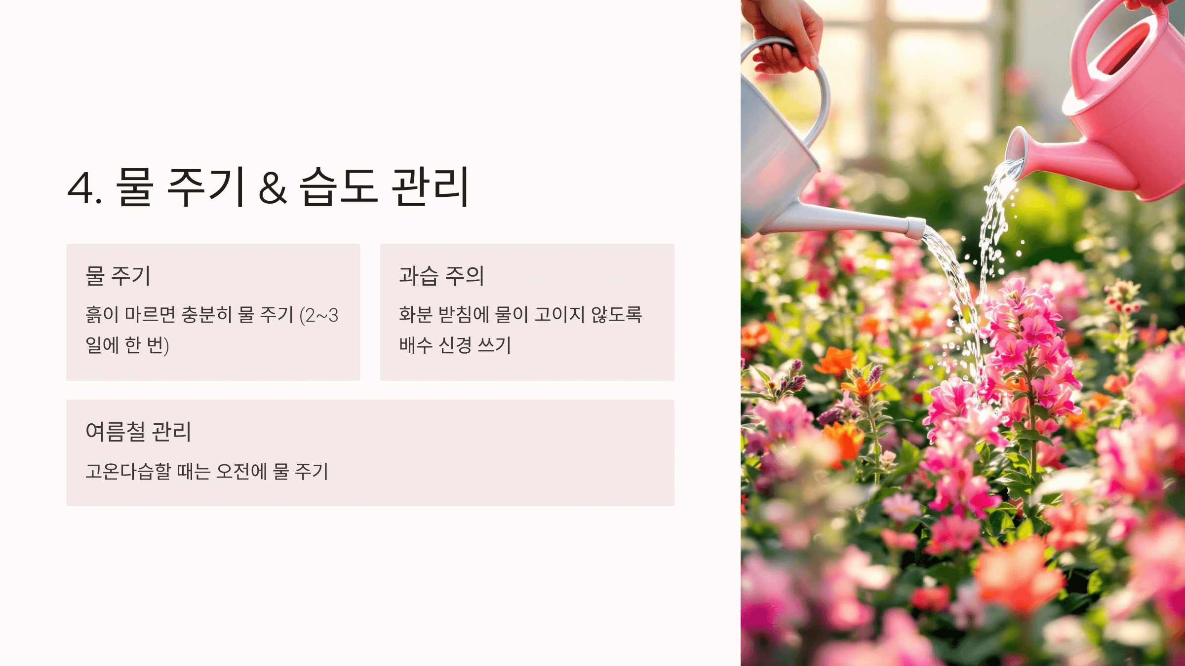 사루비아 사진입니다.