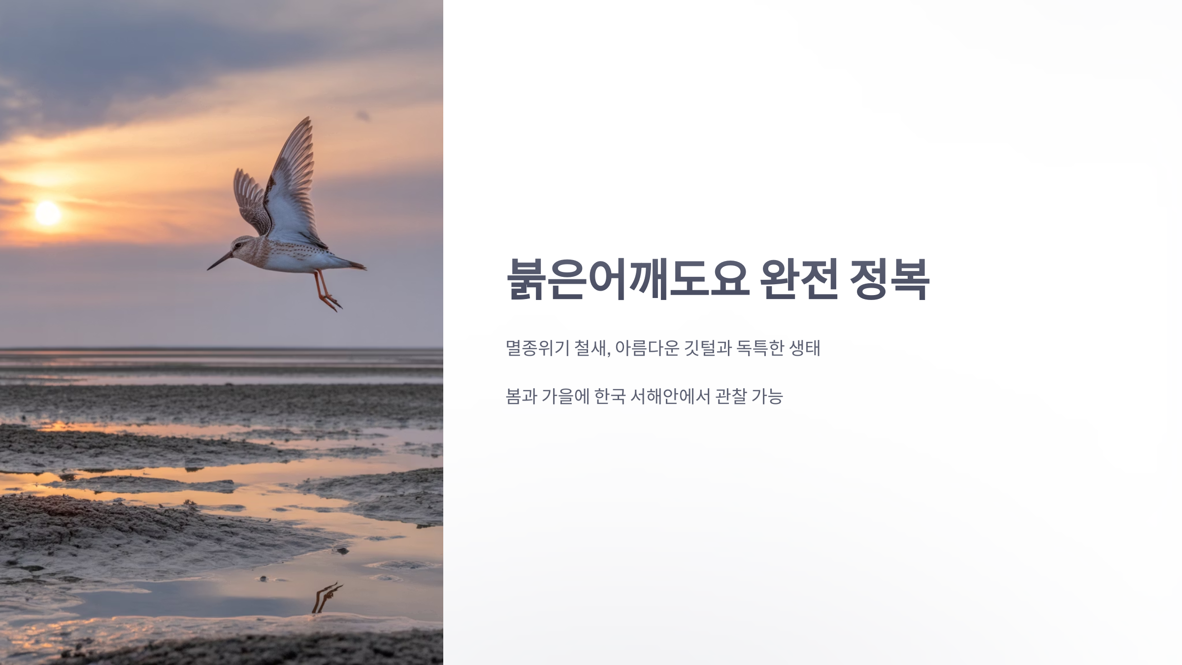 참조-붉은어깨도요-1