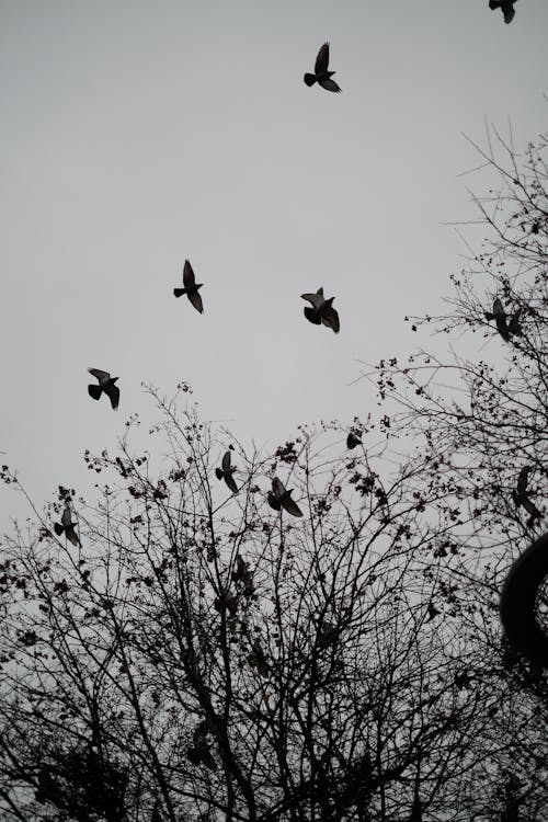 나무 위로 날아가는 새들의 흑백사진