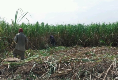 사탕수수 농장1