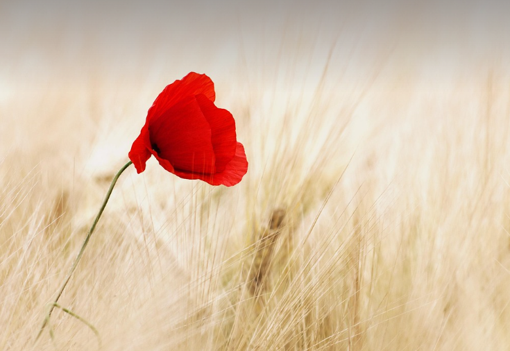 직작인이 본받을 기부 스타는 꽃과 같이 아름답다