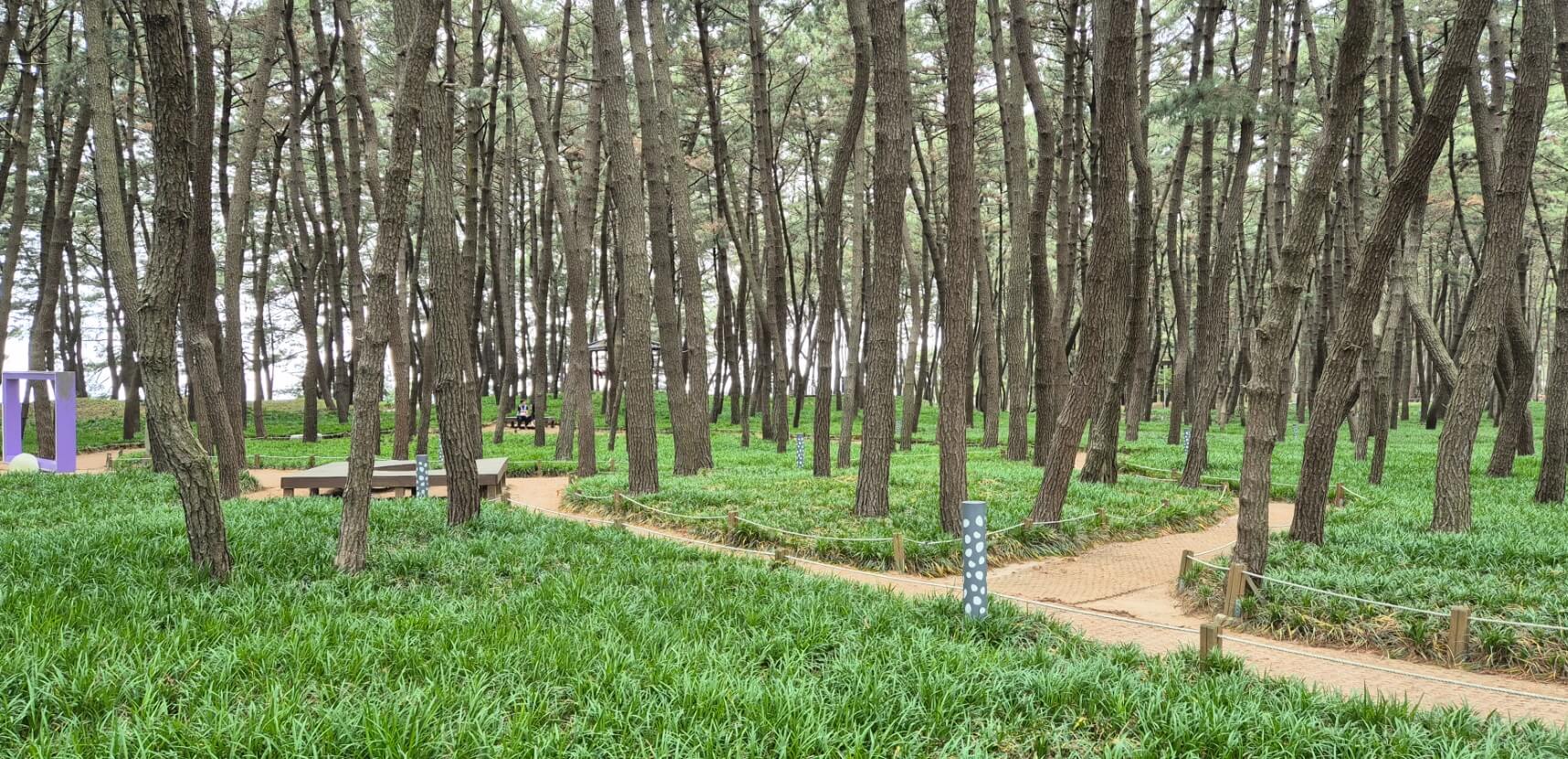 서천 가볼만한곳 베스트10 장항 송림산림욕장 & 장항 스카이워크