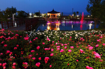 곡성 장미축제5