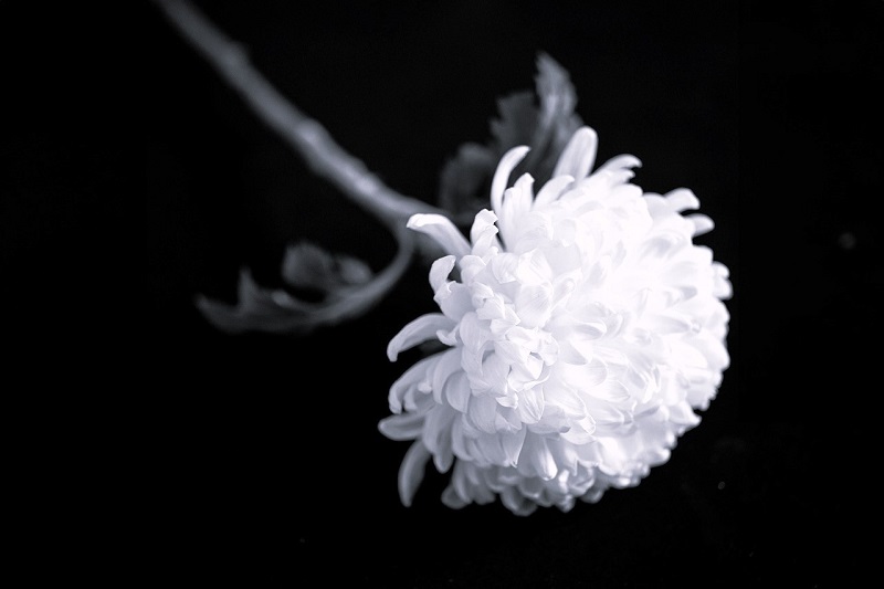 설리 리얼- 논란의 확산과 사회적 관심