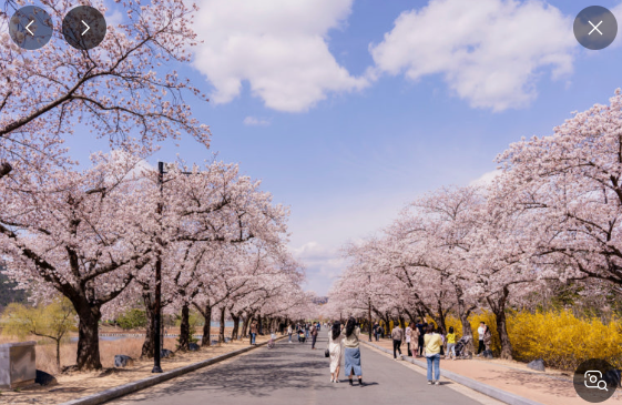 경주 벚꽃 사진