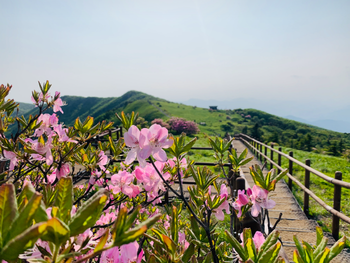 [5월 봄꽃 축제]2025 영주 소백산 철쭉제❘기본 정보, 프로그램, 개화상황 정리