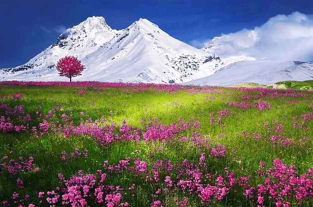 하얀 설산이 있고 설산 앞에는 넓은 들판이 있다. 들판엔 분홍꽃나무와 분홍꽃들이 가득 피었다.