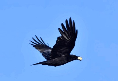 새까만 가마귀가 날개를 펼치고 파란 하늘을 날고있다.