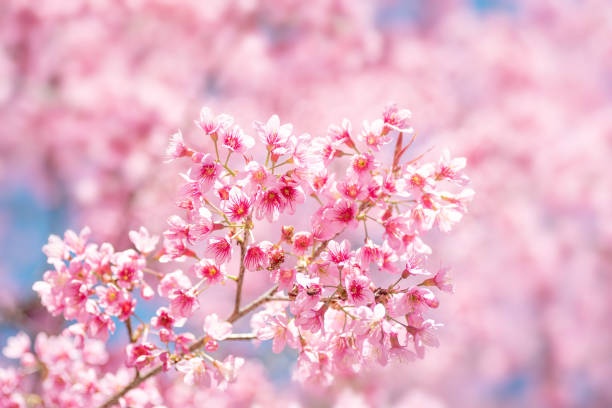 【2025年最新】桜開花・満開予想ガイド｜東京は全国トップの開花！