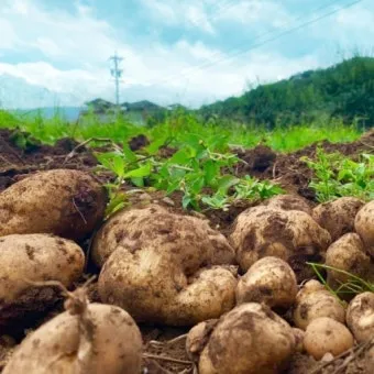 가을감자 심는시기 파종시기와 재배법_10