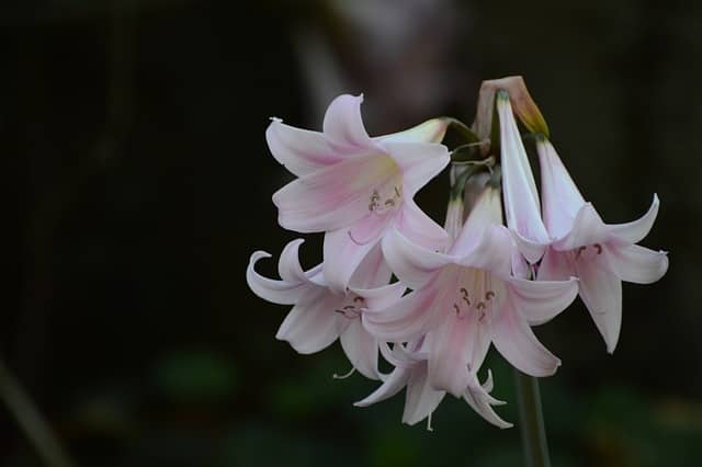 백합꽃 종류와 키우는 방법