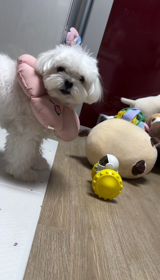 노즈 워크 하는 중이 송이 모습