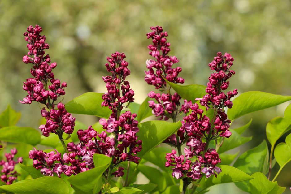Close-up of vibrant pink lilac flowers blooming in spring sunshine.