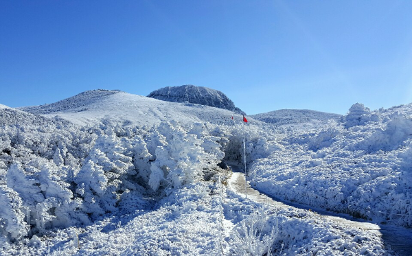 제주 겨울 여행 명소 추천, 설경·동백·숲길 총정리