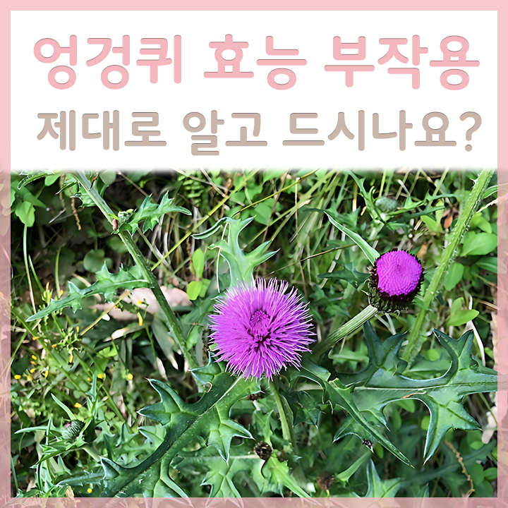 엉겅퀴의-모습