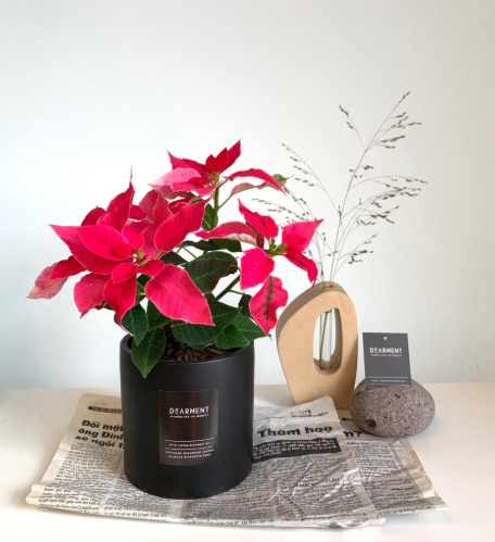 포인트세티아 (크리스마스 꽃의 정석)