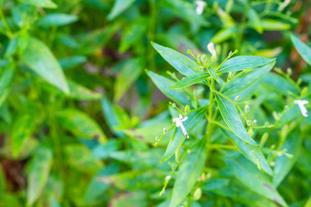 천심련 효능 6가지 및 부작용에 대해서 알아봤습니다. 천심련은 인도에서 수세기 동안 전통적으로 사용되어온 식물로, 최근에는 다양한 건강상의 이점이 인정되어 주목받고 있습니다. 이제는 전 세계적으로 인기 있는 건강식품으로 자리 잡았습니다. 이 글에서는 천심련의 다양한 효능과 함께 섭취할 때 주의할 점 등을 자세히 살펴보겠습니다.