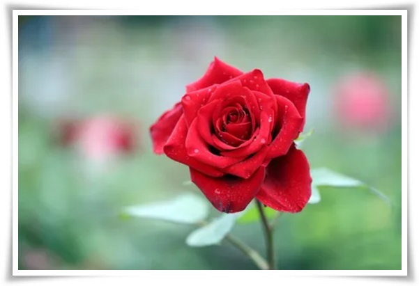 "장미" 천 년의 사랑을 품은 아름다움의 상징 매혹적인 꽃!고