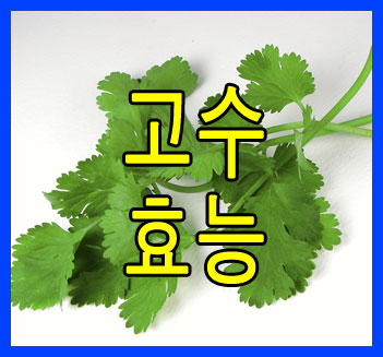 입속 세균번식을 억제하고 귀취를 제거해주는 고수효능 알아보기