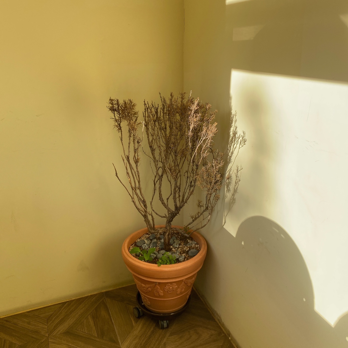 수원 화성행궁 & 한옥기술전시관 근처 버터부티끄 카페butter boutique 크러핀 버터바 크로핀 주차 시그니처메뉴 리뷰 추천