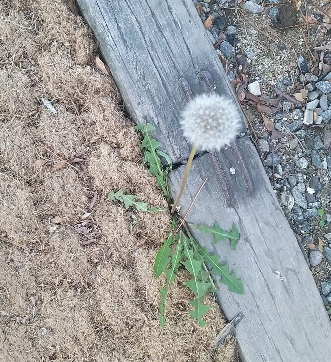민들레