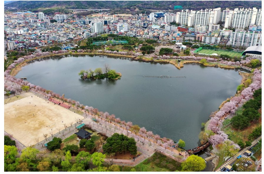 수원-만석공원-벚꽃