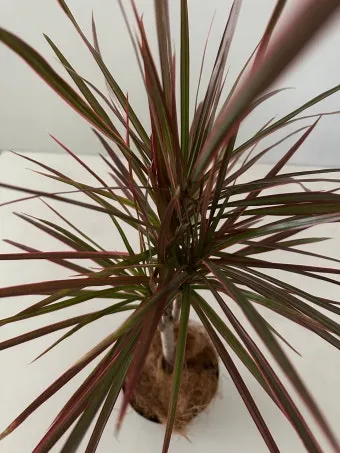 드라세나 키우기 물주기 가지치기 번식방법 흙배합 가이드_13