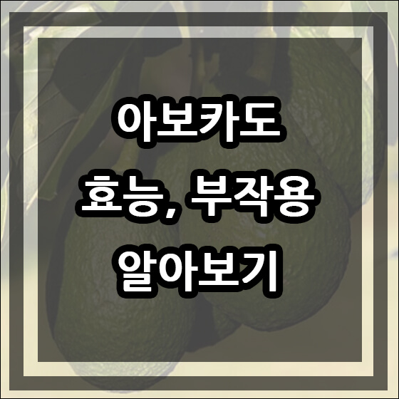 나무에 매달린 아보카도