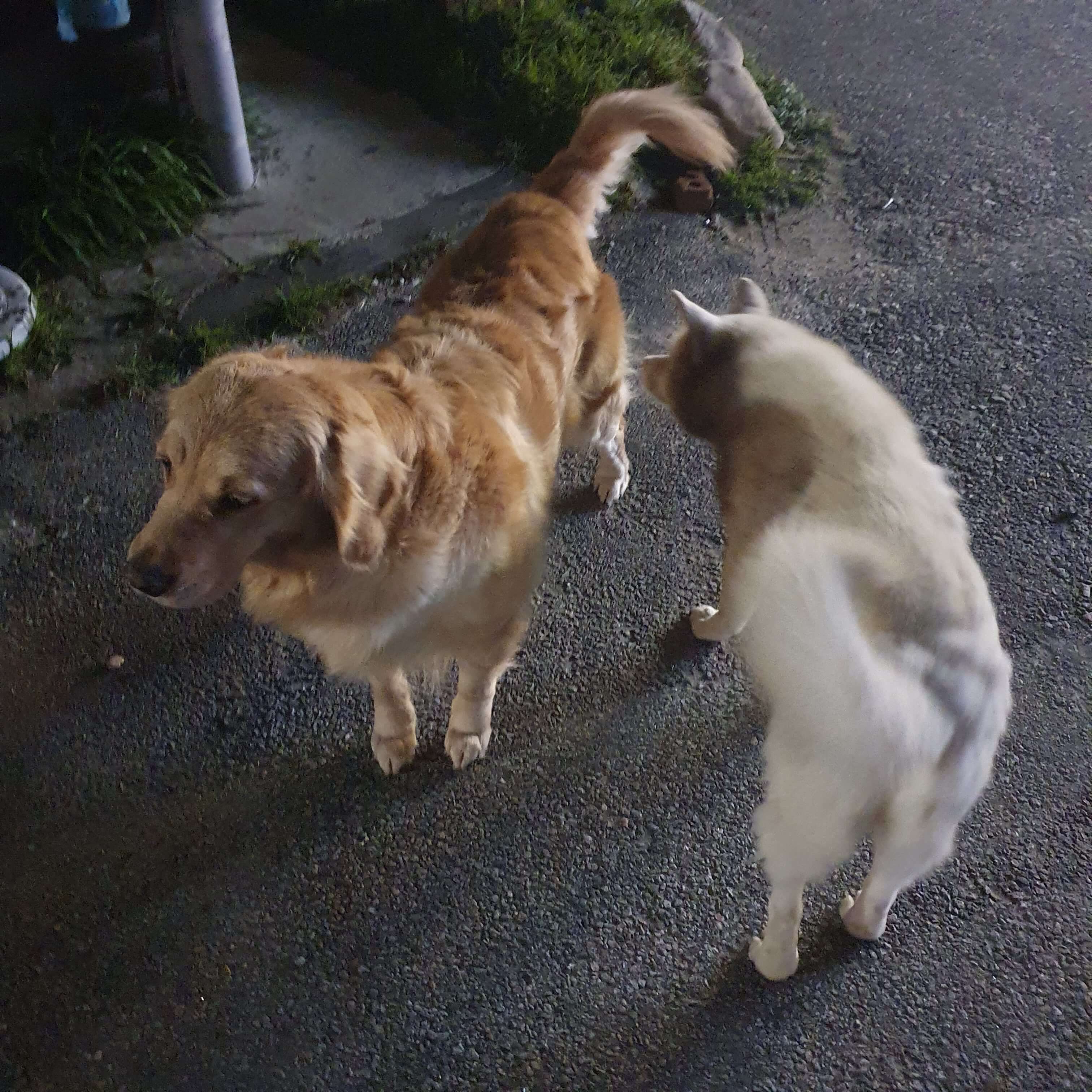 순긋해변 강아지들