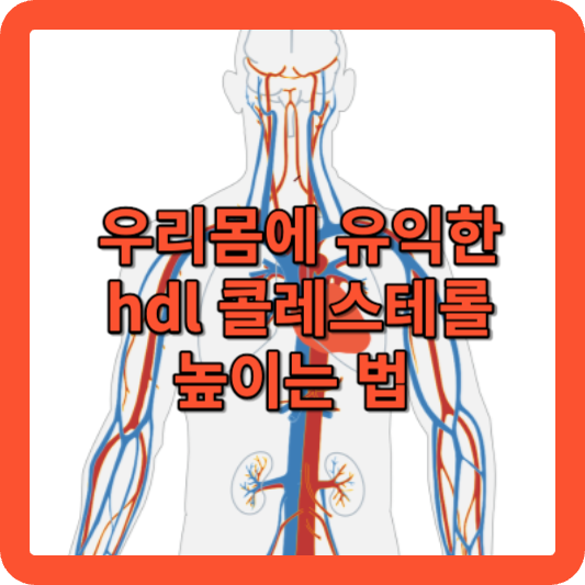 hdl 콜레스테롤 높이고 유지하는 방법