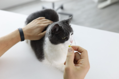 치료받는 고양이