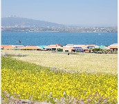 가파도 청보리 축제(2025) 배 시간표 & 주차 완벽가이드 관련 사진