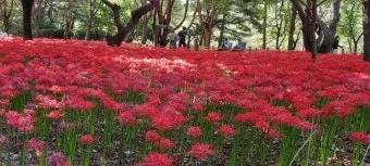 꽃무릇과 상사화 차이 요약 정리를 한눈에_3