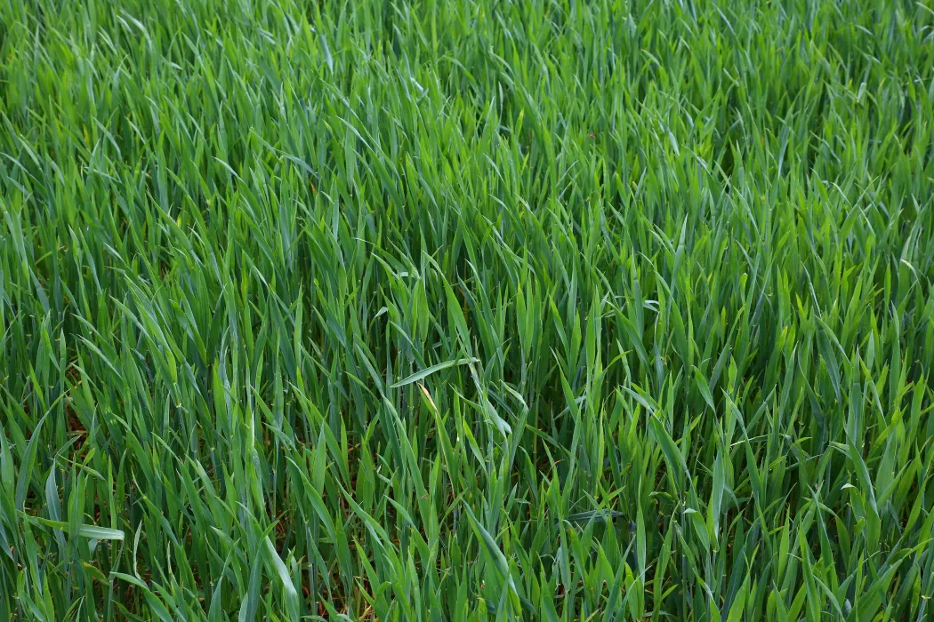 인조잔디-시공-가격-관련-사진