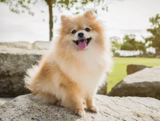 포메라니안/출처:어도비스톡