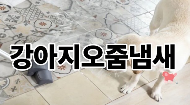 강아지오줌냄새