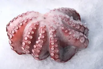 문어 가격 및 효능&amp;#44; 영양성분