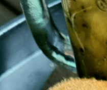 키위 껍질 먹는 방법