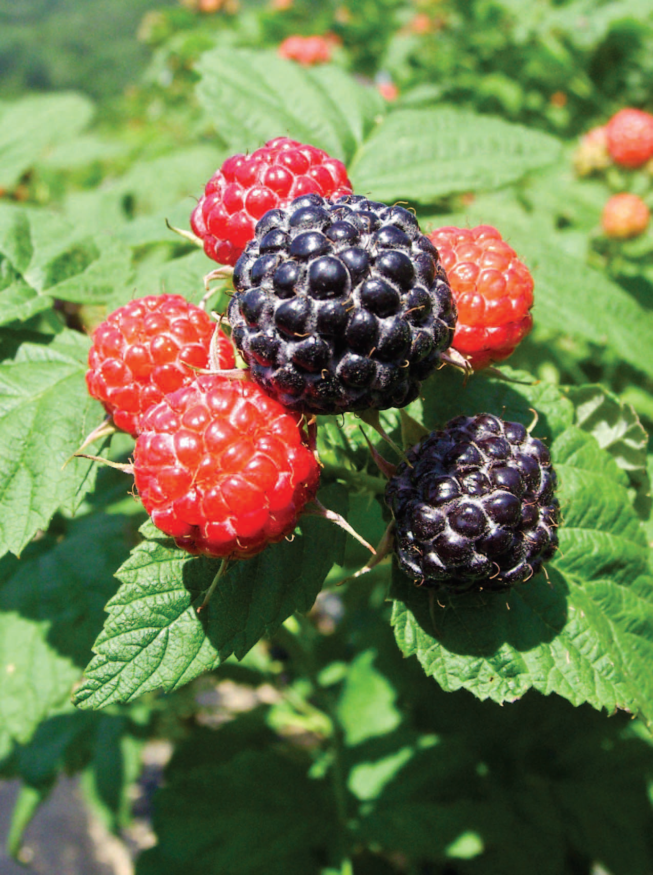 복분자 엑기스와 건강보조식품-동의보감 과일