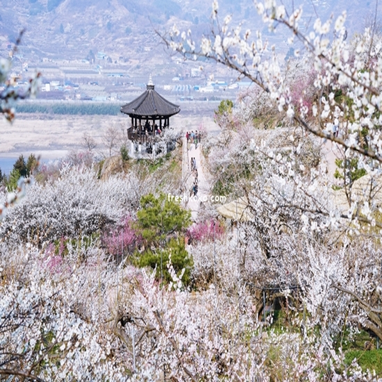 광양 매화축제