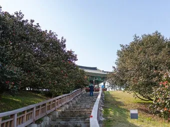 서천 마량리 동백나무 숲 개화 코스_13