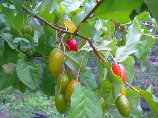 보리수 효능 10가지 및 부작용 및 주의사항
