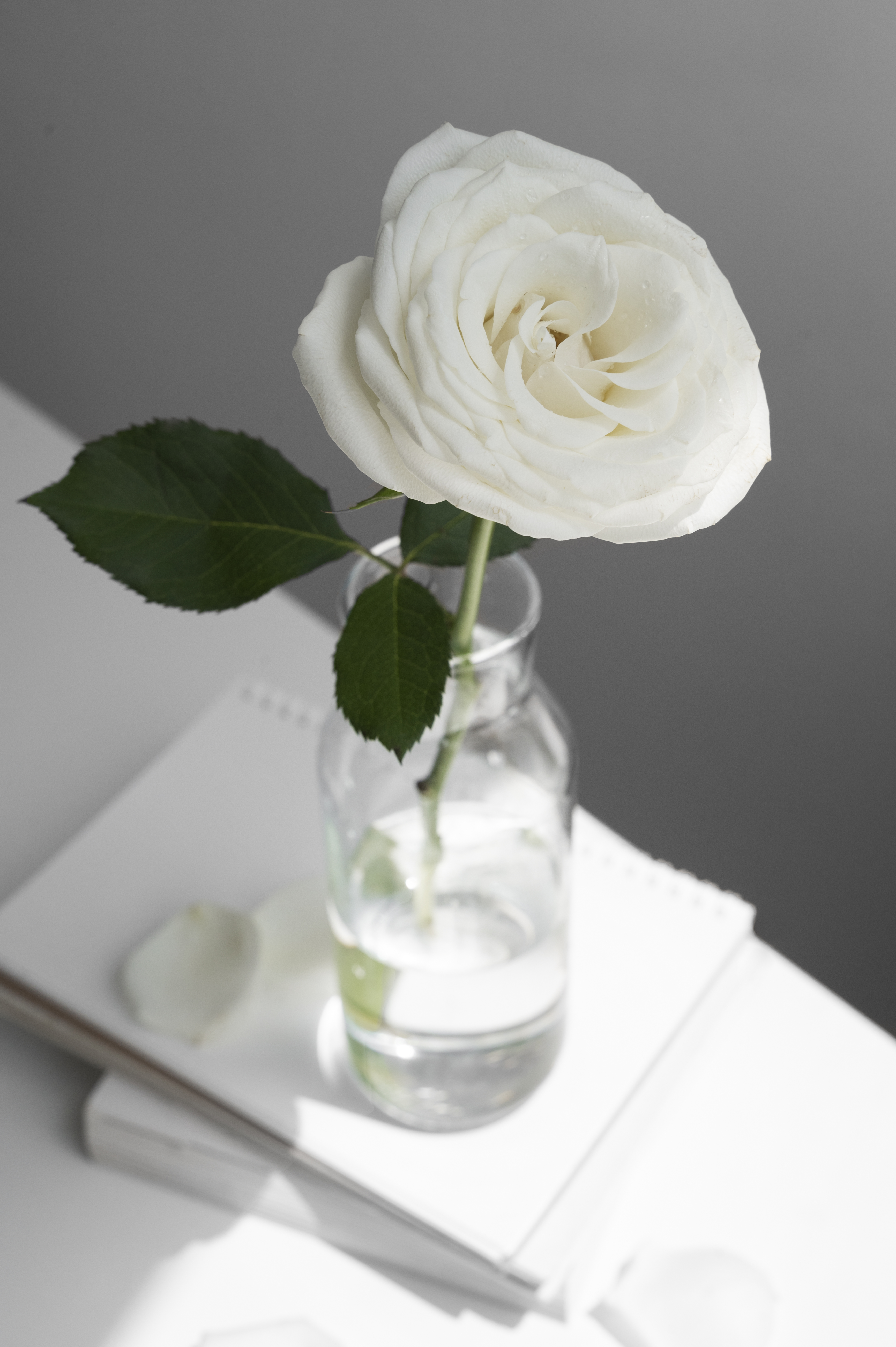 하얀 장미 – ‘순수함’과 ‘영원한 사랑’