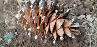 잣 재배 암수 구분 수분 수정 송이 관리_31