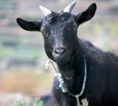 흑염소 진액 섭취 시 주의사항