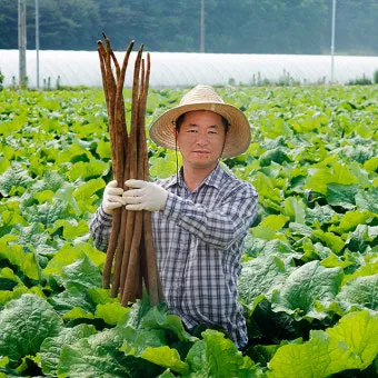 우엉 재배 깊이 갈기 직파 요령 곧게 키우기_31