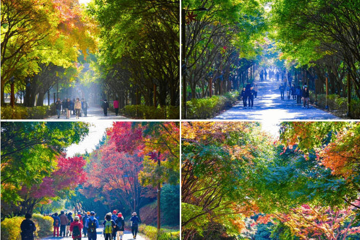 2024 단풍절정시기 지도 명소 설악산 축제 가을 지역별 시기 정보 화담숲 단풍