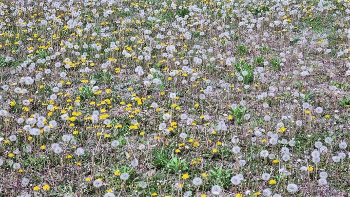 천만송이 민들레, 노란 꽃도 섞여 있지만 대부분 홀씨로 변해 바람에 날릴 것 같습니다.