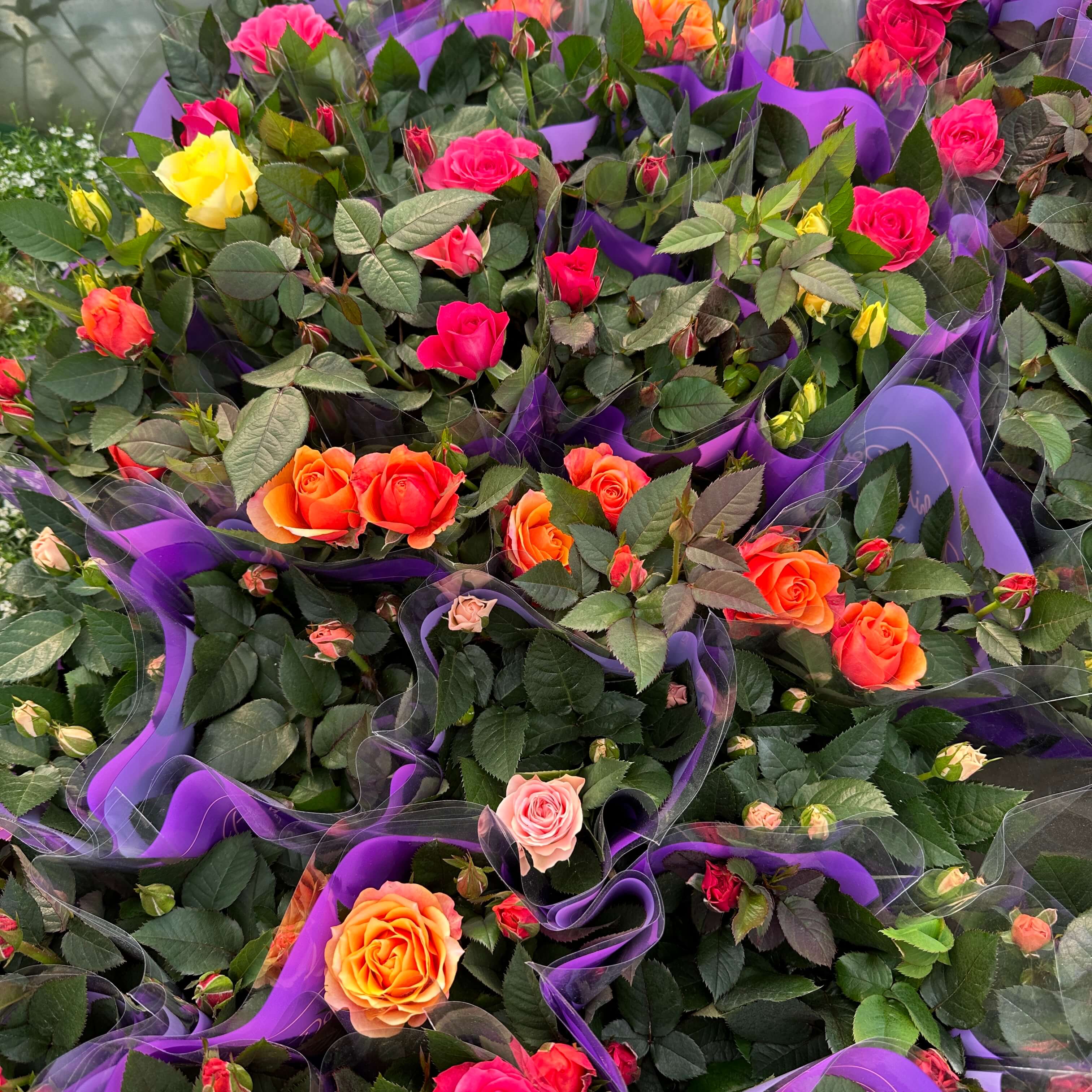 장미꽃 묘목 모종 키우는 방법